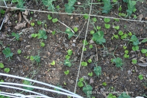 Pea seedlings with weeds